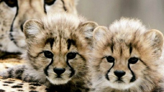 يُنقل العشرات من جراء الشيتا سنويا من غابات إفريقيا إلى دول الشرق الأوسط